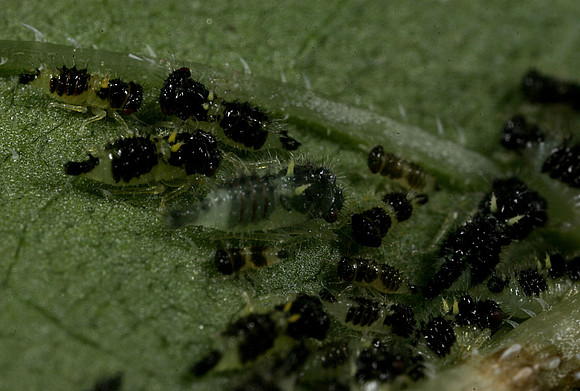 Treehopper Nymphs - 3