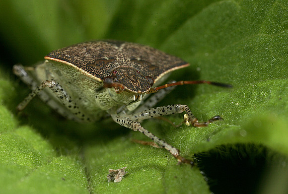 Stink Bug - 6