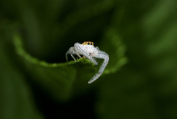 Jumping Spider - 4