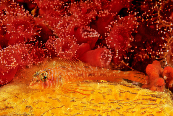 Longfin Sculpin - 2