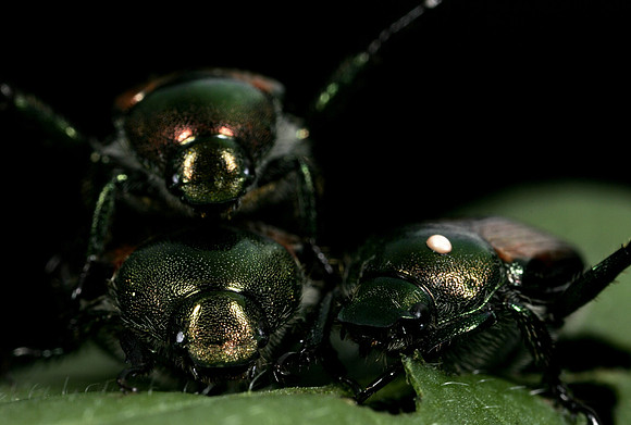 Japanese Beetles Mating - 5