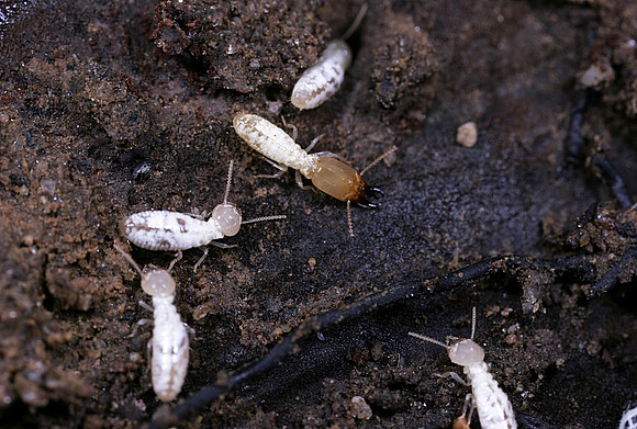 Termites - 1