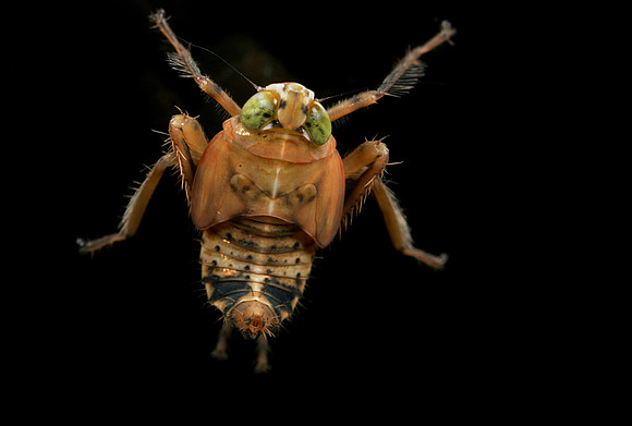 Leafhopper Nymph - 4