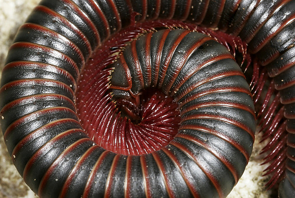 Giant Millipede - 3