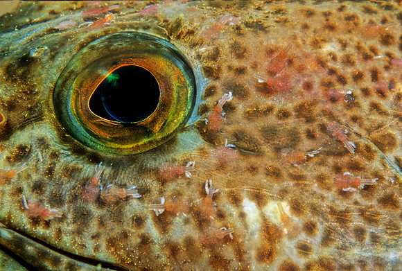 Lingcod - 8