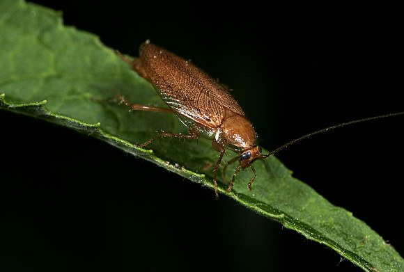 Wood Cockroach