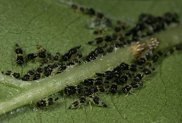 Treehopper Nymphs - 1