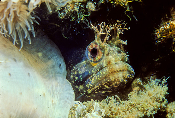 Yellowfin Fringehead