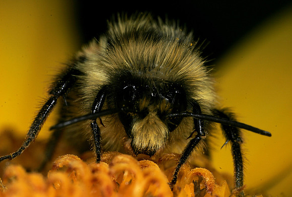 Bumble Bee - 6