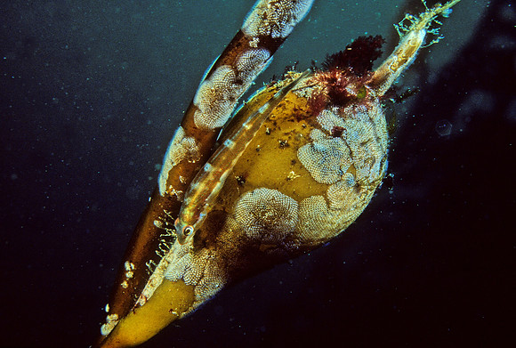Kelp Clingfish