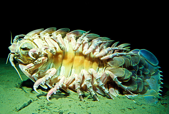Giant Isopod - 4