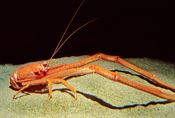 Squat Lobster - 3