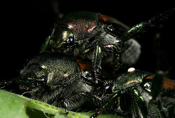 Japanese Beetles Mating - 3