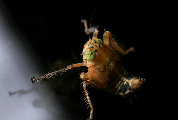 Leafhopper Nymph - 5