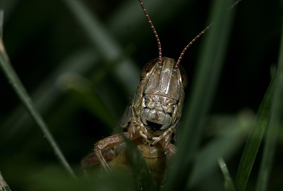 Grasshopper - 8