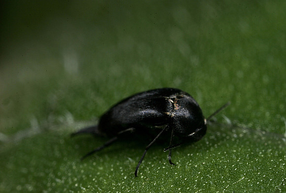 Sap-feeding Beetle - 2