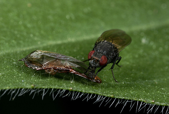 Fly - 9