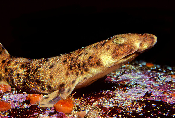 Juvenile Swell Shark - 2