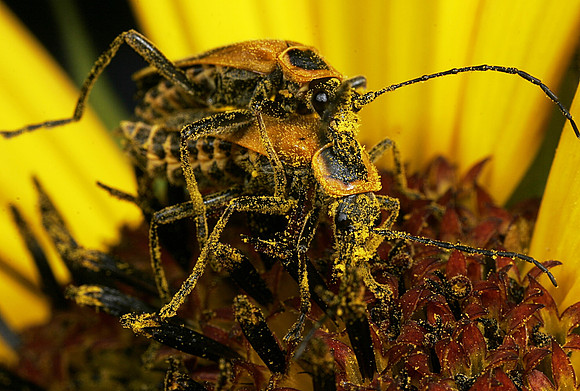 Soldier Beetles Mating - 1