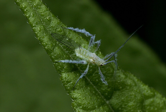 Birch Aphid - 3