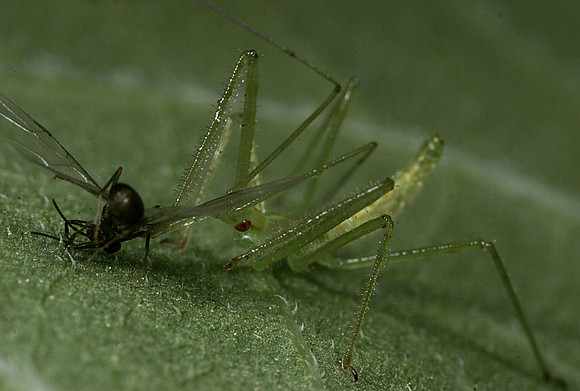 Assassin Bug Nymph with Prey - 1