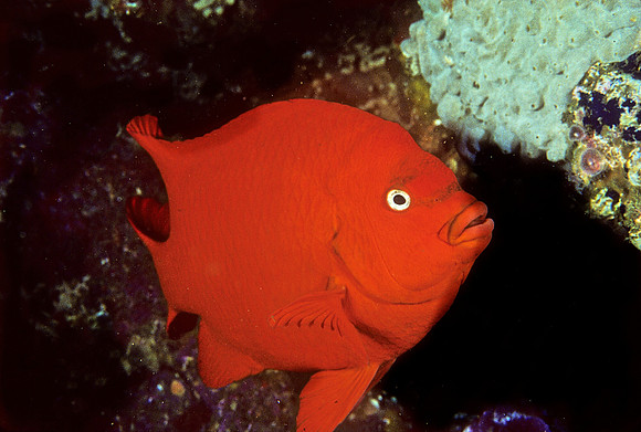 Garibaldi - 1
