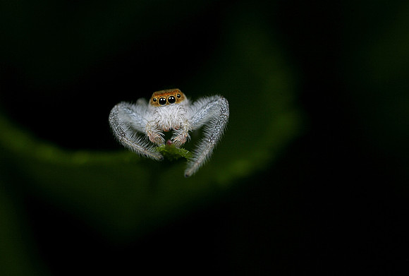 Jumping Spider - 5
