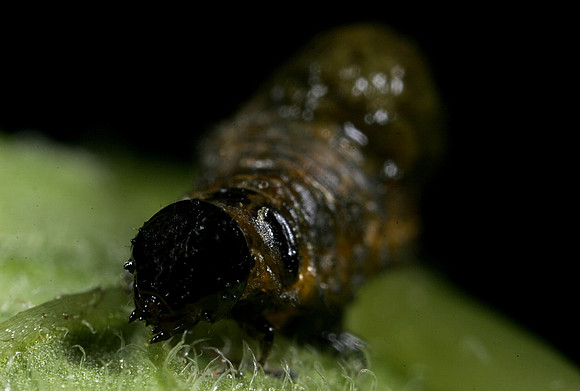 Lily Beetle Larva - 2