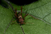 Ash borer