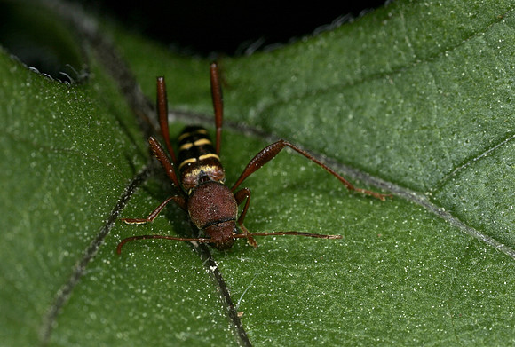 Ash borer