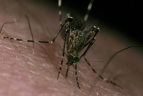 Mosquito Feeding - 6
