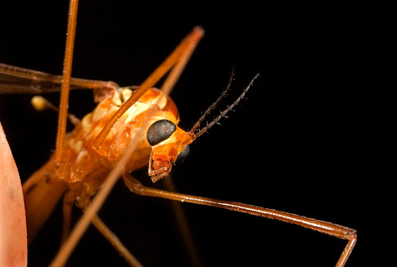 Tiger Crane Fly