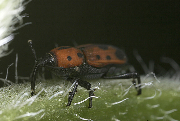 Weevil - 7