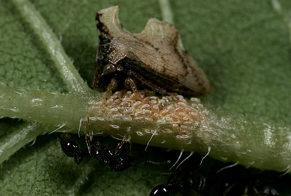 Ant Tending Treehopper - 3