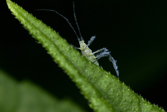 Birch Aphid - 1