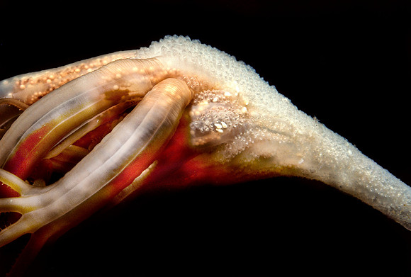 Droopy Sea Pen Releasing Eggs
