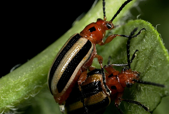 Potato Beetles Mating - 5