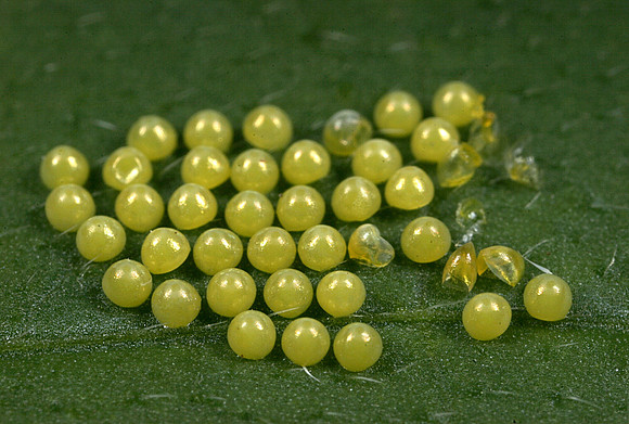 Stink Bug Eggs - 3