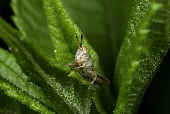Juvenile Grasshopper - 7