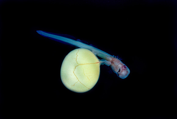 Brown Catshark Embryo - 2