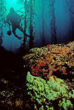 Kelp Forest Reef - 13