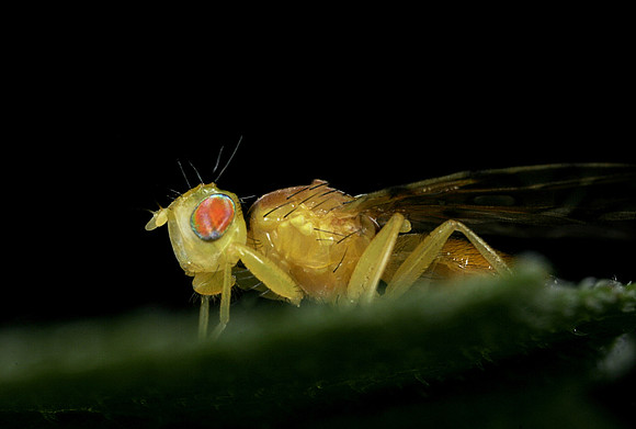 Orange Fly - 8