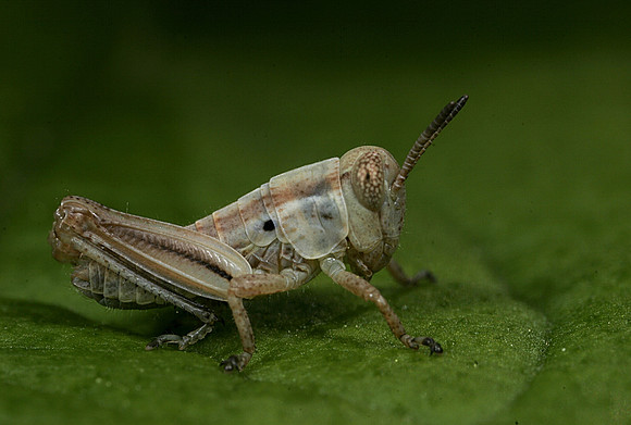 Juvenile Grasshopper - 4