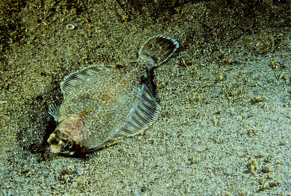 Turbot - 2