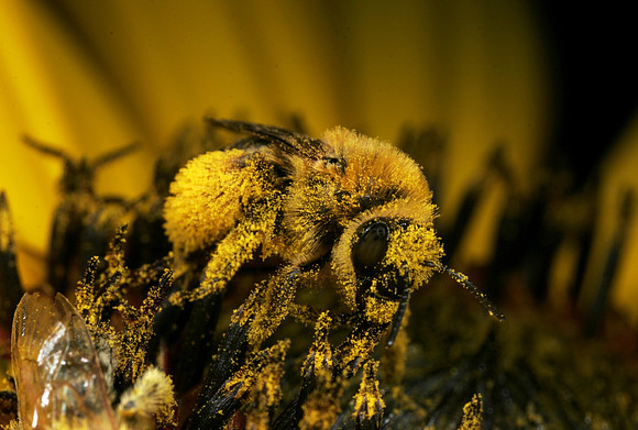 Bee on Sunflower - 3