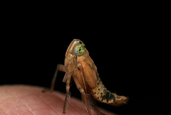 Leafhopper Nymph - 3