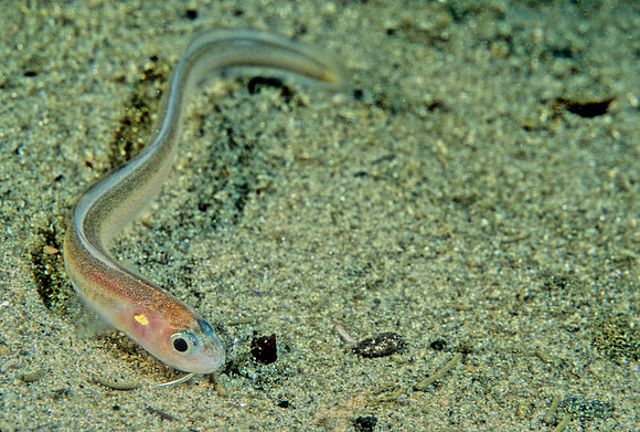 Cusk Eel
