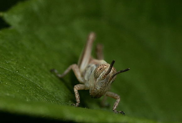 Juvenile Grasshopper - 3