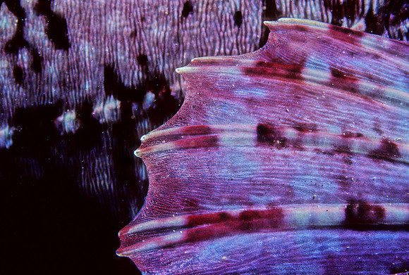 Cabezon Pectoral Fin - 1