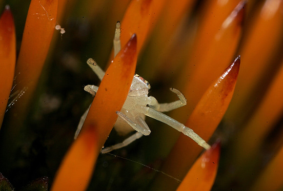 Crab Spider - 20